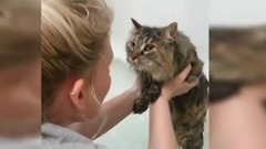 音乐短片,萌宠 - Cats Saying No To Bath