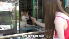 音乐短片,萌宠 - Japanese dog runs this cigarette store - 鈴木タバコ店の看板犬