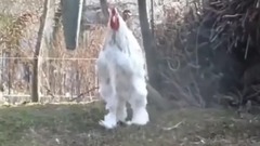 音乐短片 - Giant Chicken Brahma Roosters