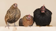 音乐短片 - What Is The Difference Between a Bantam And A Standard Chicken - Chickens in A Minute