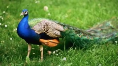 音乐短片 - Beautiful Peacock