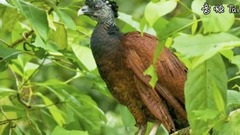 音乐短片 - 5 Most Unique Exotic Birds In The World!