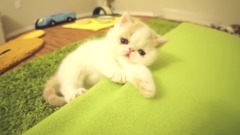 音乐短片,萌宠 - Kitten Bun Bun's Funny Reactions to Camera