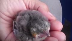 音乐短片 - Blue Jay Bird Visits Rescuers Every Single Day