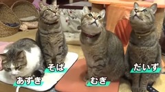 萌宠 - ｢どうぶつピース!!かわいい大図鑑｣猫編(20)はじめての歯磨きで思わずバンザイ!
