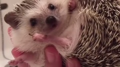 萌宠 - ハリネズミのお風呂の入れ方