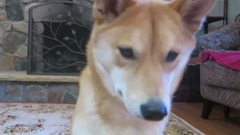 萌宠 - How Smart is a Shiba Inu Dog