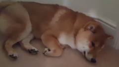萌宠 - How To Wake Up A Shiba Inu