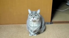搞笑音乐,音乐短片,萌宠 - Cats Dancing To Music - Funny Cat Dance Compilation