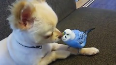 萌宠 - インコとチワワのお喋り