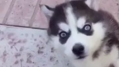 萌宠 - 絶対癒されるペットの仕草Vineまとめ 可愛い動物の癒し映像