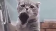 萌宠 - 最も面白い猫の映画2017