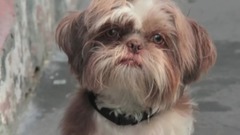 音乐短片 - Hymn to Hope