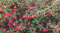 音乐短片 - 女人花