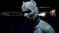 音乐短片 - Pitbull Terrier