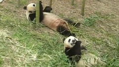 音乐短片 - 常州天目湖南山竹海