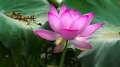 音乐短片 - 猗园秋荷满鼻香