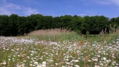 音乐短片 - 风徐徐而来