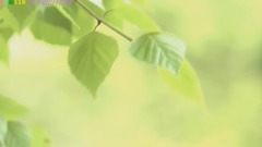 音乐短片 - 淡淡的花香