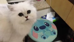 音乐短片,萌宠 - Hungry Chinchilla 金吉拉