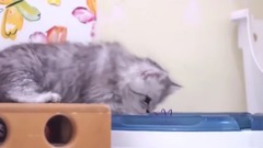 音乐短片,萌宠 - Chinchilla Cat 金吉拉貓 ~ Ina's Babies 2014 Day 56