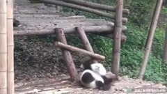 萌宠 - 蠢萌的熊猫宝宝 跟头摔不停!