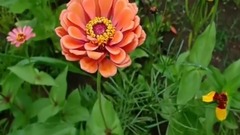 风景,音乐短片,轻音乐 - 五彩缤纷 野花缤纷