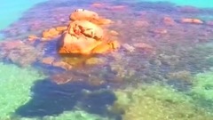 欧美群星 - Xamogela