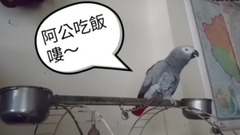 萌宠 - 非洲鹦鹉猛叫阿公吃饭