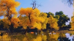 音乐短片 - Bandari-班得瑞