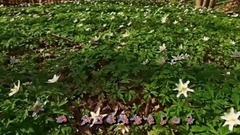 音乐短片 - 爱的渡口一直等着你