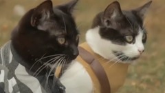 音乐短片 - 猫咪大战僵尸