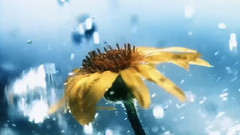 音乐短片 - 菊次郎的夏天