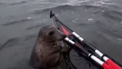 音乐短片 - Adorable Seal Catches a Ride on a Kayak _ National Geographic