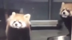 音乐短片 - 国外爆笑Vine 短片合集 11