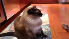 音乐短片 - Baby Talk To Siamese Cat