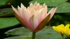 音乐短片 - 梦醉荷塘