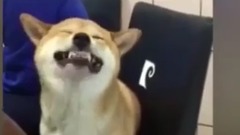 萌宠 - 笑什么没看过柴犬打喷嚏喔