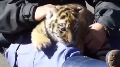 音乐短片 - 小老虎~太萌了