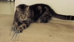 萌宠 - 金刚狼猫Wolverine Cat