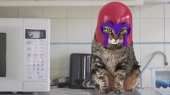 萌宠 - 万磁王猫Magneto Cat