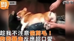萌宠 - 趁不注意偷剪毛 狗狗暴走反应笑翻人