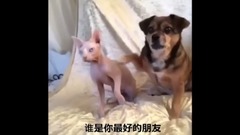 音乐短片 - 国外爆笑Vine 短片合集 51