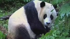 风景,音乐短片,轻音乐,乐动城市,萌宠 - 熊猫淘淘