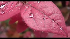 民乐群星,风景,音乐短片,轻音乐 - 晶莹的雨珠