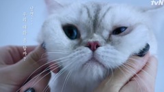 Nine Muses,景丽(Nine Muses) - 景丽<需要对话的狗猫>综艺宣传片 猫版