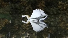 音乐短片 - 天鹅