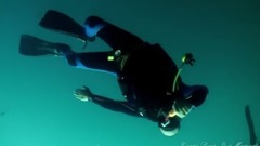 音乐短片 - Box Jellyfish (Cubozoa) And More At Sail