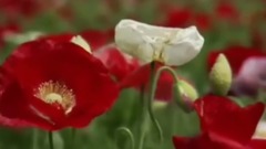 音乐短片 - Because I Love You