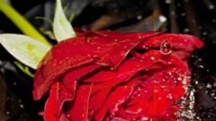 音乐短片 - Chopin's Etude No. 3 In E Maj